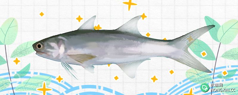 马友鱼是什么鱼，是海水鱼吗