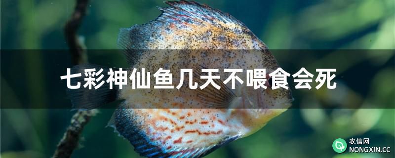 七彩神仙鱼几天不喂食会死