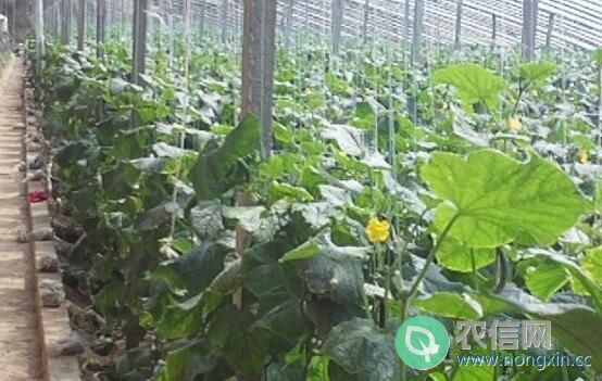 大棚种植黄瓜时如何防低温