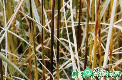 水稻紫鞘病如何防治水稻紫鞘病用什么药防治