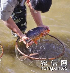 长江第一弯石鼓生态鱼 图