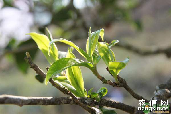 茶树苗茎枯病的发生时期