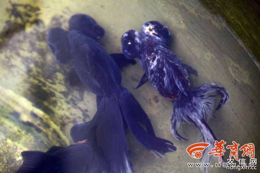 西安本土蓝色金鱼龙睛将消失 身长近30厘米 图