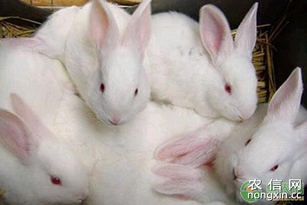 将葡萄糖作为饲料添加剂喂养家兔，好处多多！