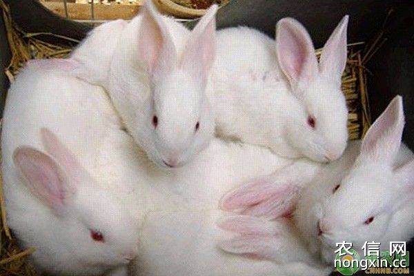 獭兔饲养管理技术