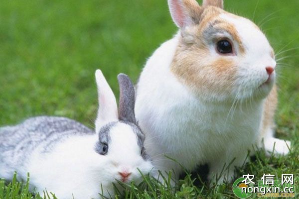 家兔患上伪结核病有哪些症状？如何有效防治？