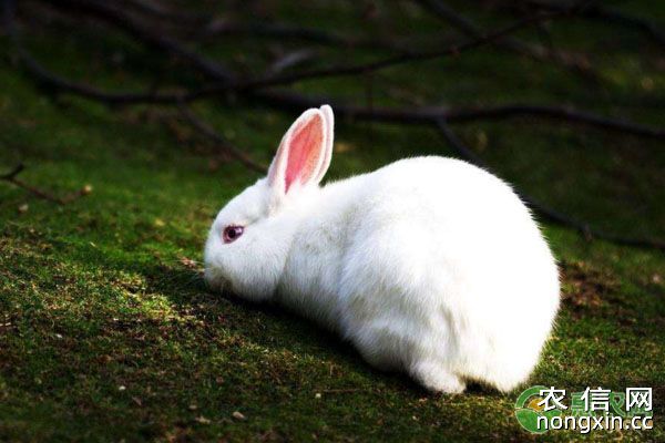 家兔患上伪结核病有哪些症状？如何有效防治？