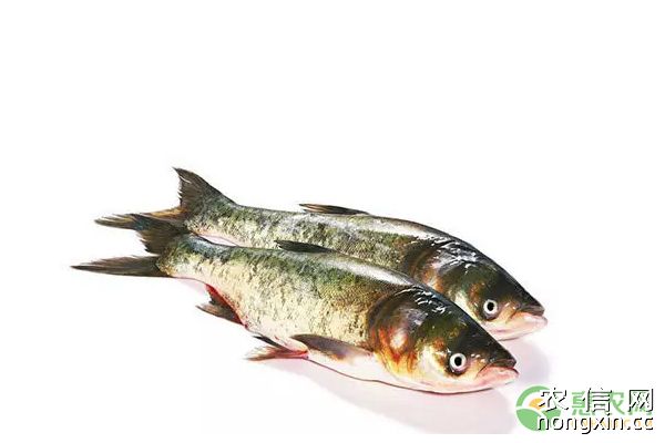 鱼养殖常见的四种相似鱼病介绍（附诊治措施）