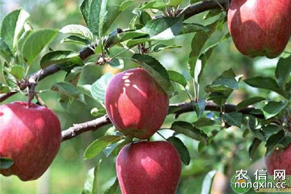 苹果树叶螨防治方法