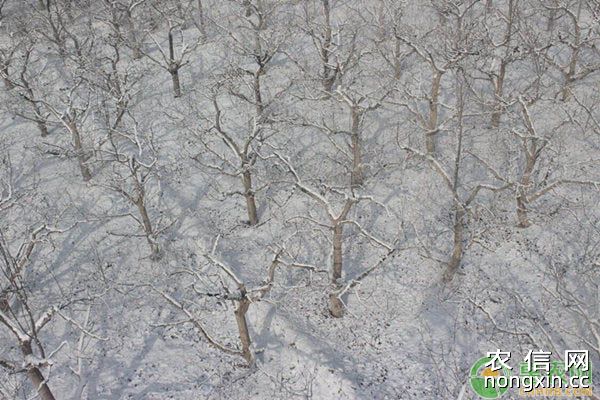 果树遭受晚霜冻害的症状以及预防措施
