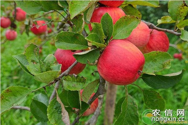 4月份果园病虫害的发生特点及防治策略