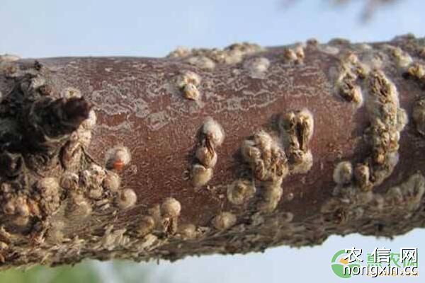 永乐42%毒死蜱乳油不同浓度对桃树桑盾蚧的防治效果