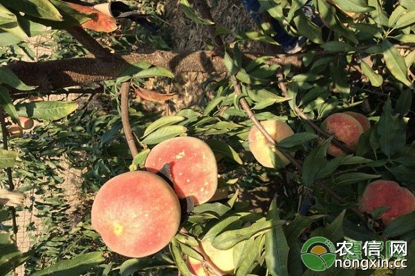 桃树的主要虫害及防治方法