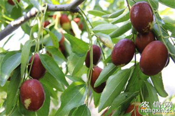 南方鲜枣种植常见病虫害及防治措施