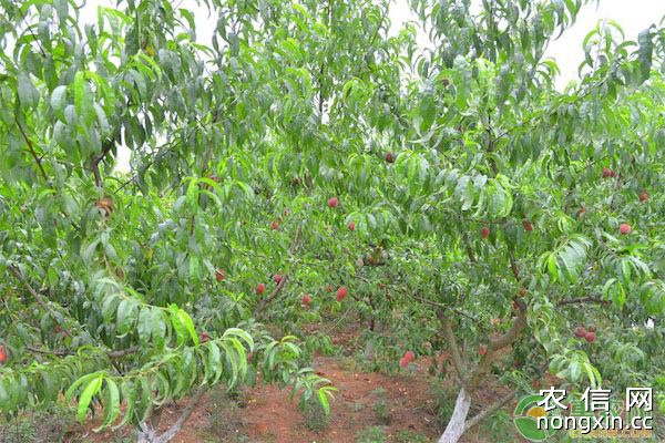 桃树的主要虫害及防治方法