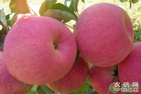 苹果萌芽前、花前花后、生长中后期无公害管理措施