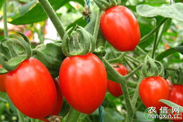 满田206樱桃番茄保护地栽培技术