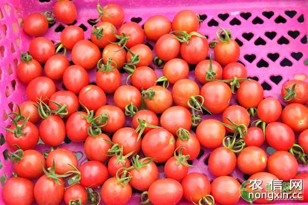 满田206樱桃番茄保护地栽培技术