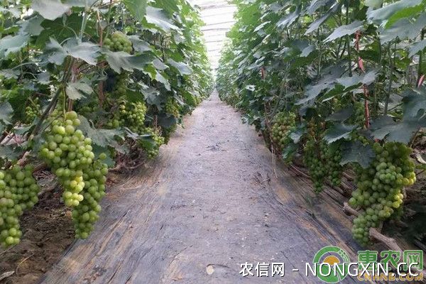 葡萄设施栽培高产技术要点