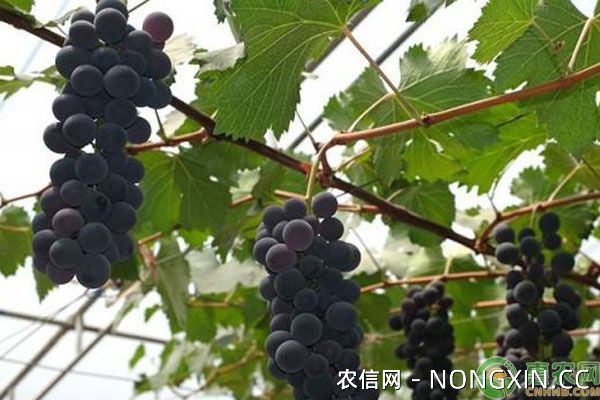 无核葡萄日光温室栽培技术