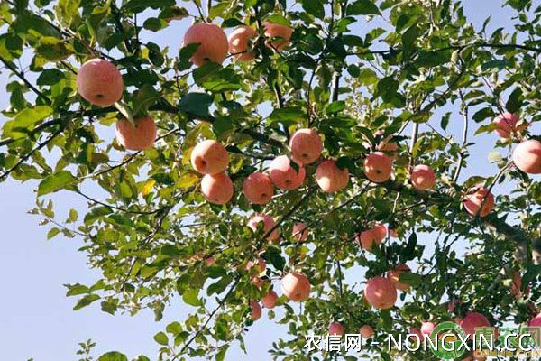苹果树病虫害防治药剂