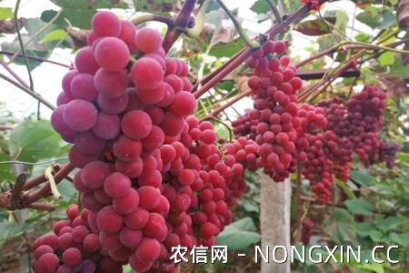 中国红玫瑰葡萄的品种特点