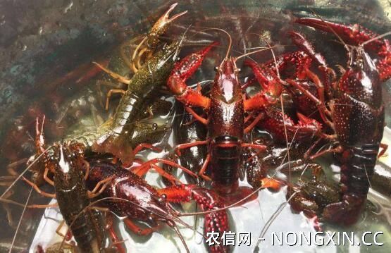 人工养殖小龙虾主要吃什么食物