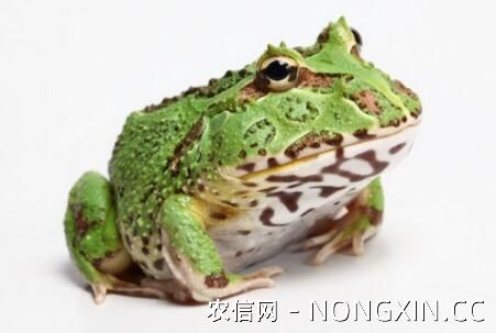角蛙中最凶的是哪种