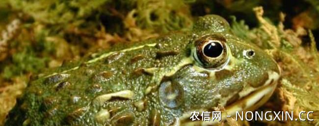 石蛙蝌蚪吃什么饲料长得快