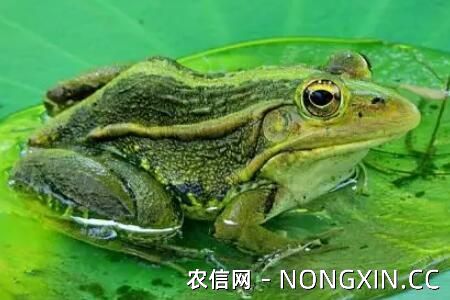 青蛙喜欢吃什么