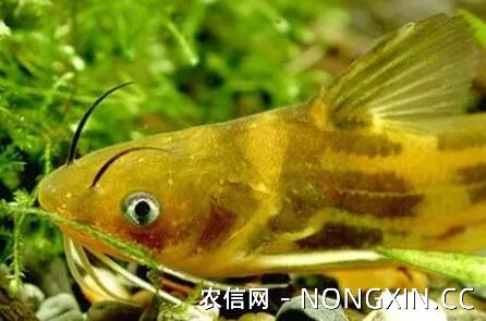 黄颡鱼能不能自行繁殖
