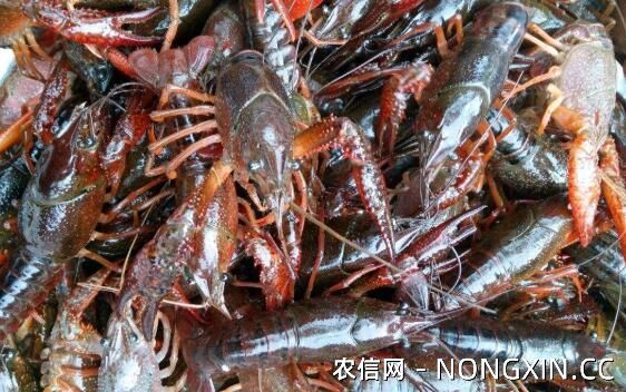 小龙虾养殖的11个常见问题