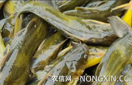 黄颡鱼腹水病很难治吗？