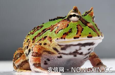 钟角蛙可以长多大
