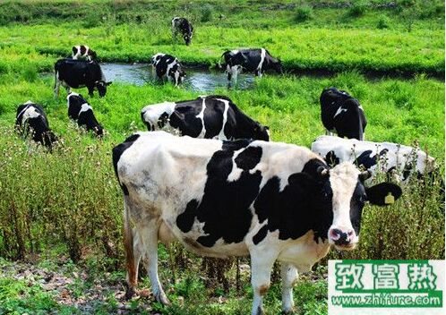 2017养奶牛赚钱吗？2017奶牛养殖前景及市场价格行情分析