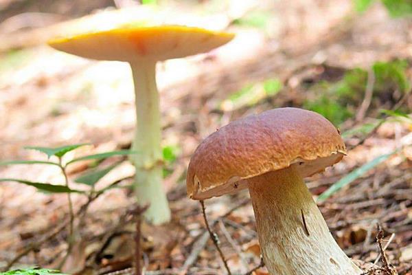 蘑菇的做法大全 蘑菇怎么做简单又好吃