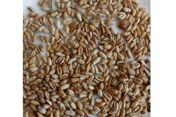淮小麦与浮小麦的区别是什么？