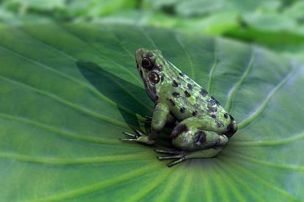蟾蜍和青蛙的区别是什么？