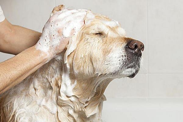 狗狗发情怎么解决 狗狗发情可以洗澡吗