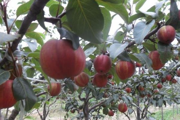早酥红梨种植技术视频