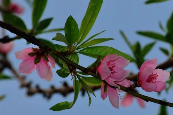 桃树什么时候开花