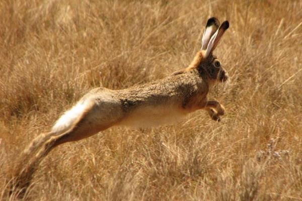 野兔窝一般在什么地方 野兔是保护动物吗