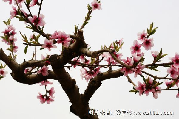 桃树什么时候开花