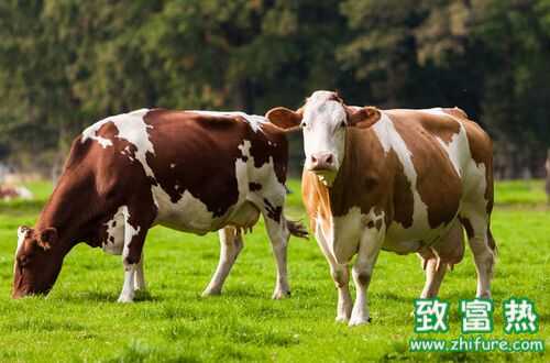 2016养奶牛赚钱吗？2016奶牛养殖前景及市场价格行情分析