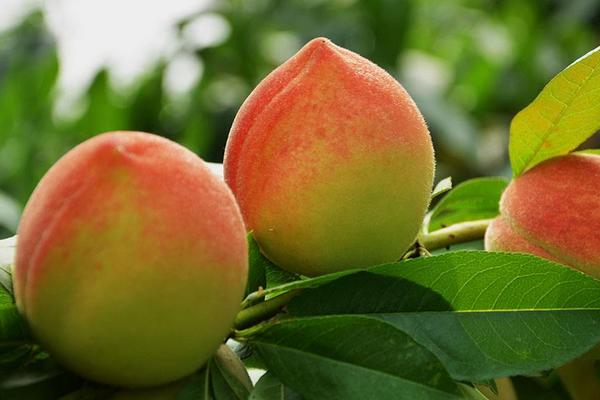 水蜜桃和桃子的区别是什么