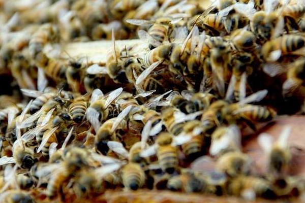 家庭如何养蜂？