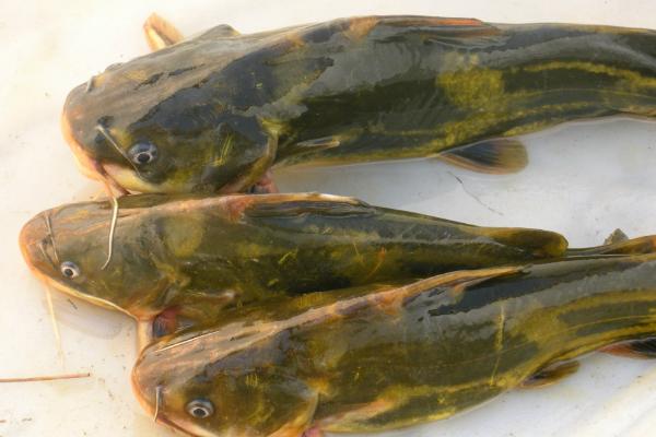 黄颡鱼价格多少钱一斤？