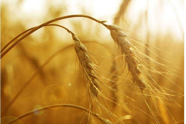 小麦过敏怎么办？