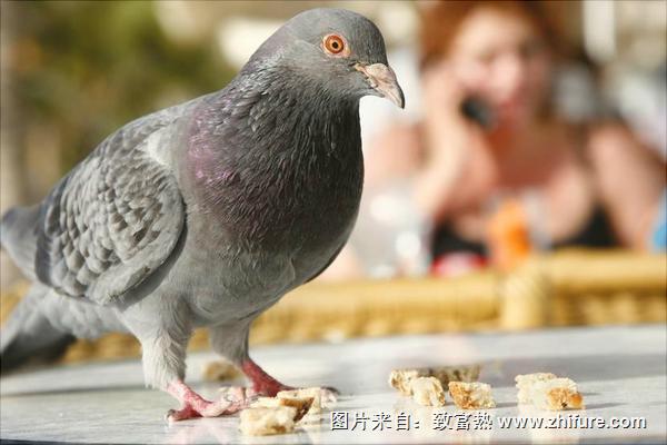 鸽子吃什么食物？