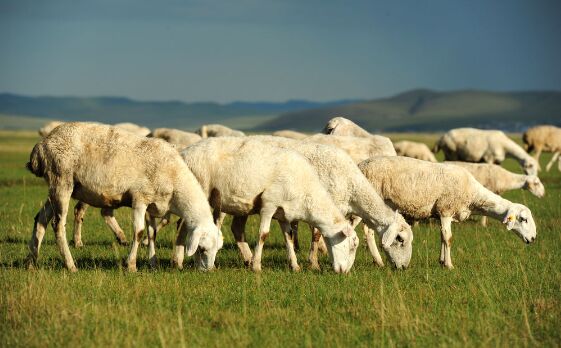 2017养绵羊赚钱吗？